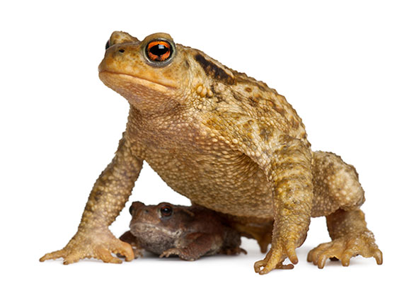 عکس تبلیغاتی وزغ