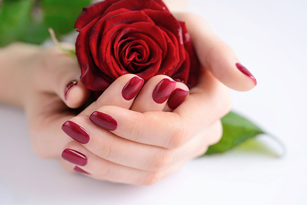 عکس گل رز قرمز