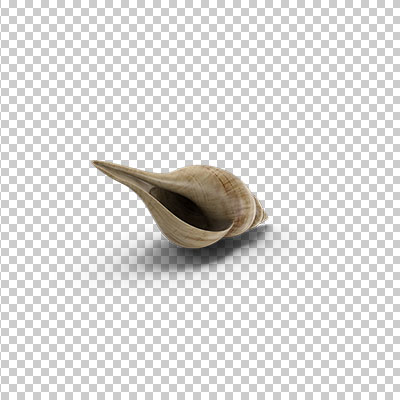عکس برش خورده سه بعدی صدف