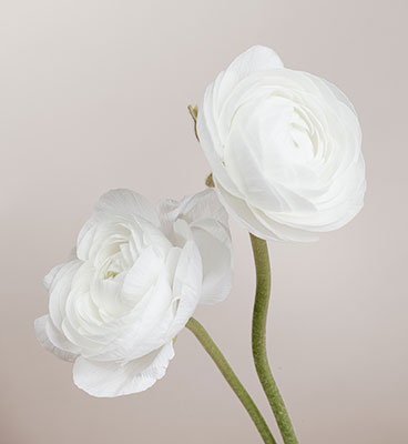 عکس شاخه گل رز سفید