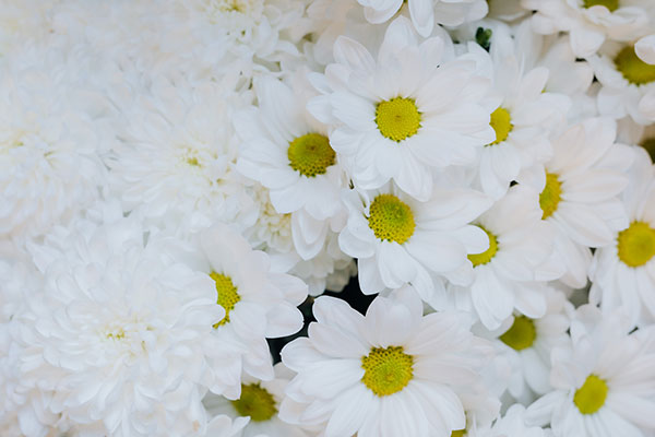 عکس گل مینای چمنی