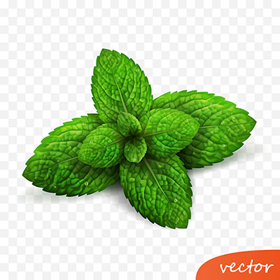 وکتور برگ نعناء