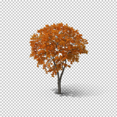 عکس برش خورده دوربری درخت