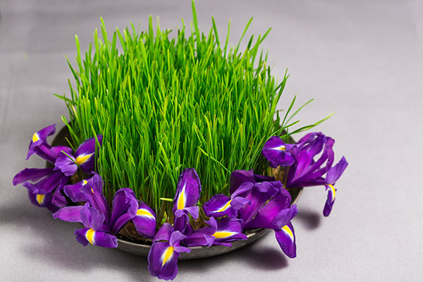 عکس سبزه عید