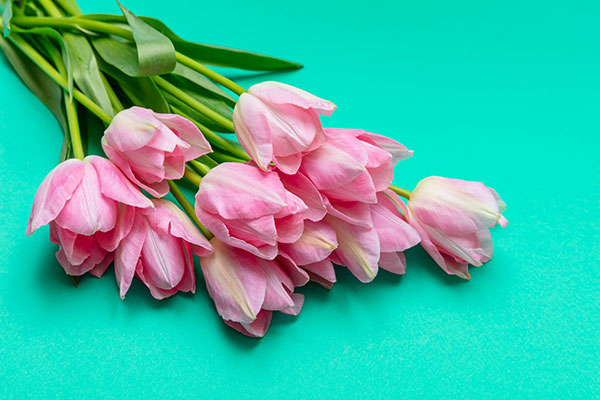 عکس شاخه گل لاله