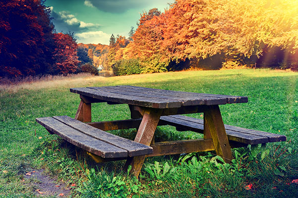 عکس تبلیغاتی طبیعت نیمکت در جنگل