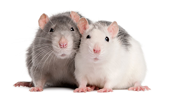 عکس تبلیغاتی موش