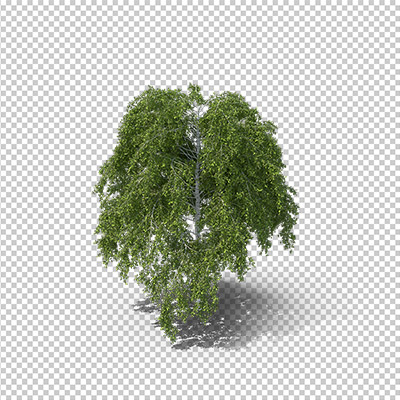 عکس برش خورده دوربری درخت