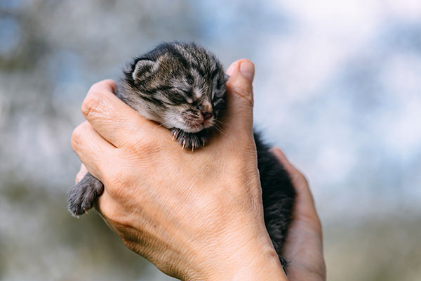 عکس تبلیغاتی بچه گربه