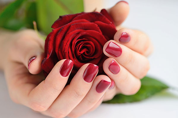 عکس گل رز قرمز