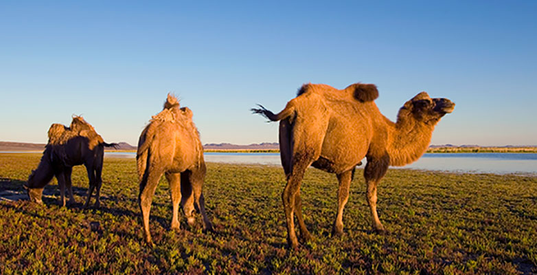 عکس تبلیغاتی شتر دو کوهان