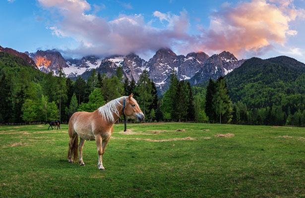 عکس تبلیغاتی اسب مزرعه