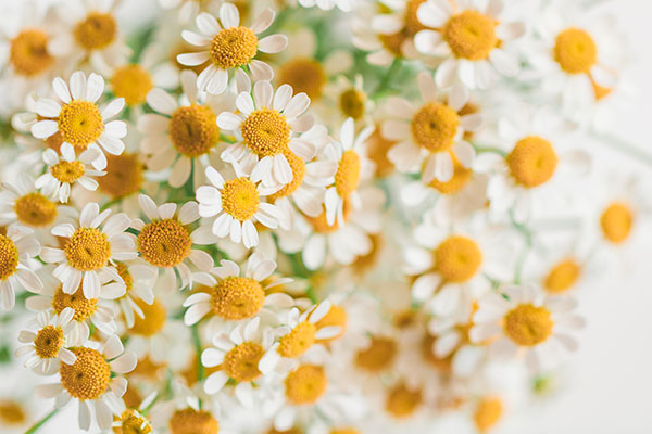 عکس گل های مروارید