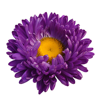 عکس گل بنفش