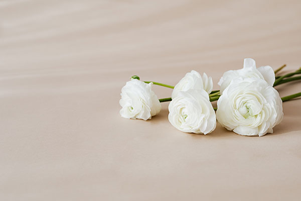 عکس شاخه گل رز سفید