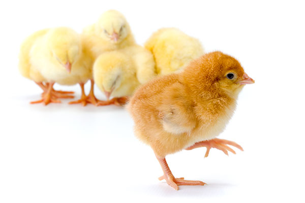 عکس تبلیغاتی جوجه