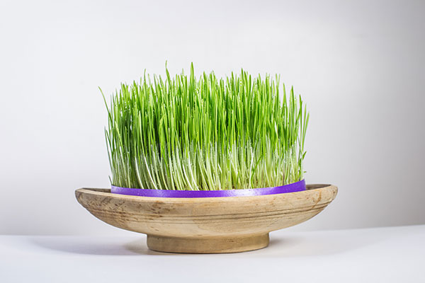 عکس سبزه