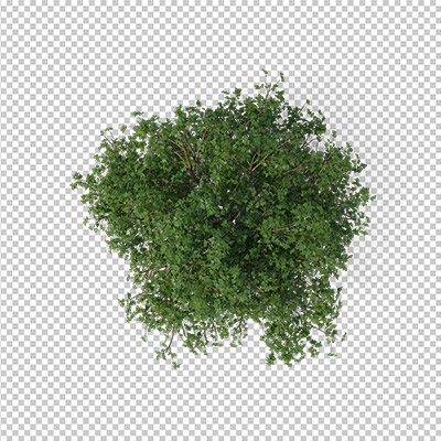 عکس برش خورده دوربری درخت