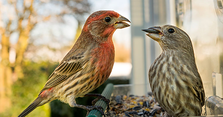 عکس تبلیغاتی گنجشک