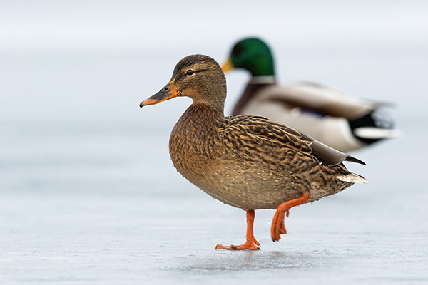 عکس تبلیغاتی اردک