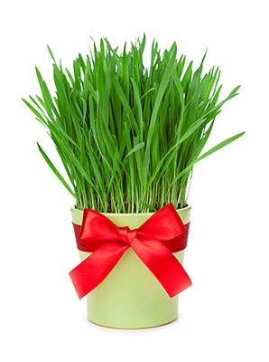 عکس سبزه سفره عید