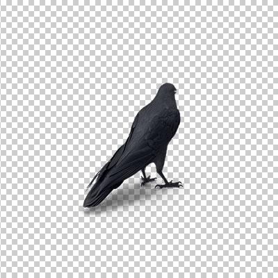 عکس برش خورده سه بعدی کبوتر سیاه