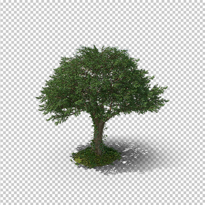 عکس برش خورده دوربری درخت