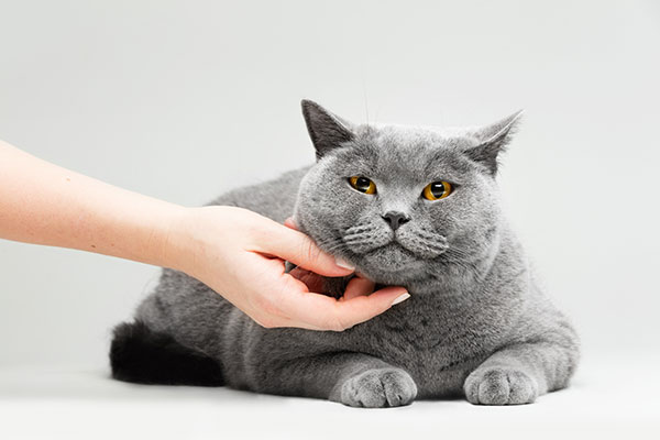 عکس تبلیغاتی گربه ملوس خاکستری