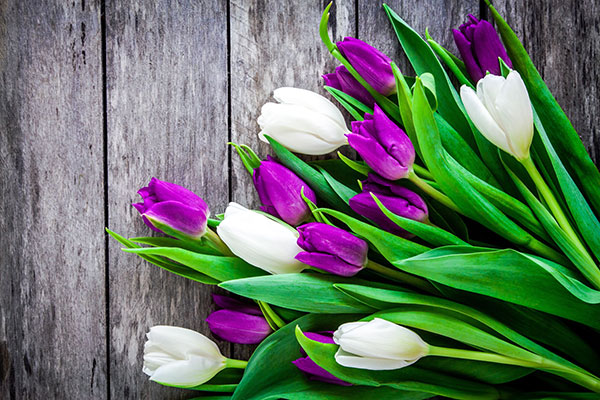 عکس شاخه گل های لاله