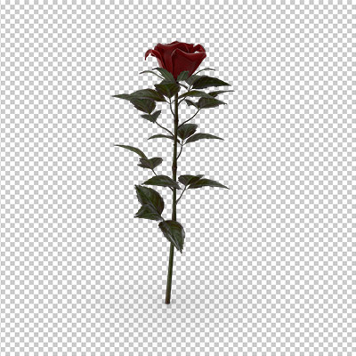 عکس شاخه گل