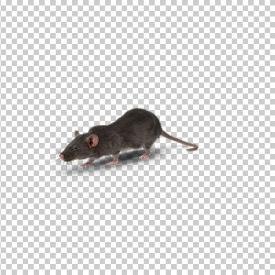 عکس برش خورده سه بعدی موش