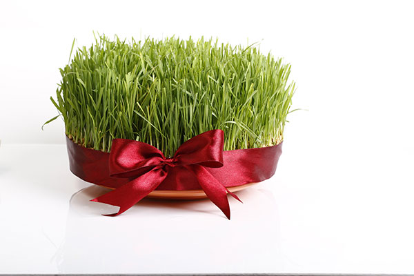 عکس سبزه هفت سین