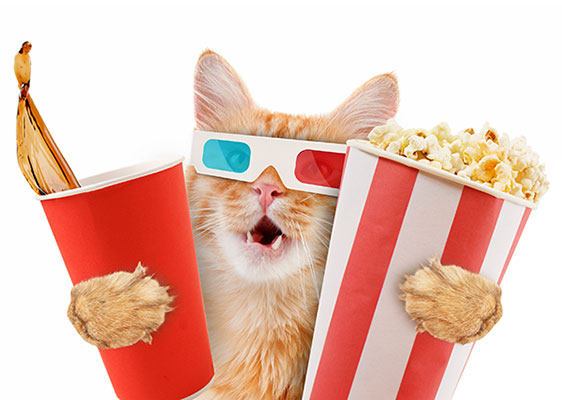عکس گربه در سینما