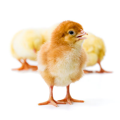عکس تبلیغاتی جوجه مرغ