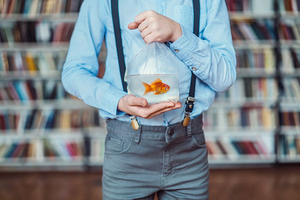 عکس تبلیغاتی ماهی قرمز