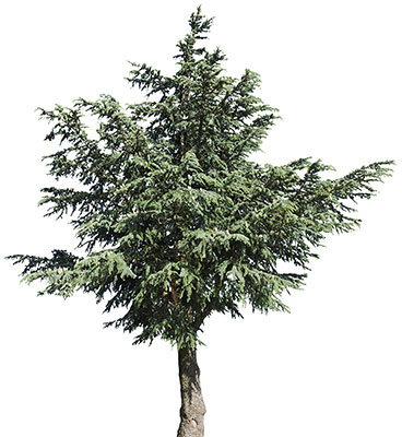 عکس تبلیغاتی کاج کوچک
