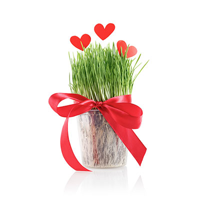 عکس سبزه سفره عید