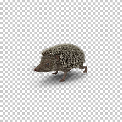 عکس برش خورده سه بعدی خارپشت