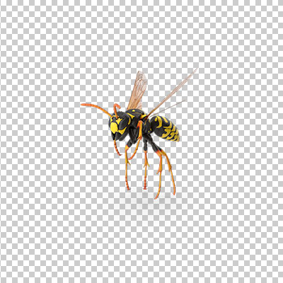 عکس برش خورده سه بعدی زنبور