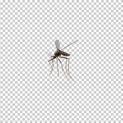 عکس برش خورده سه بعدی پشه
