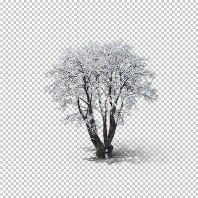 عکس برش خورده دوربری درخت