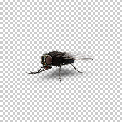 عکس برش خورده سه بعدی مگس