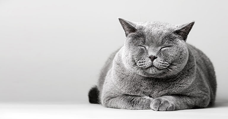 عکس تبلیغاتی گربه سیاه
