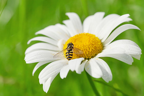 عکس گل مروارید