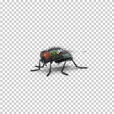 عکس برش خورده سه بعدی مگس