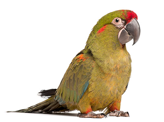 عکس طوطی
