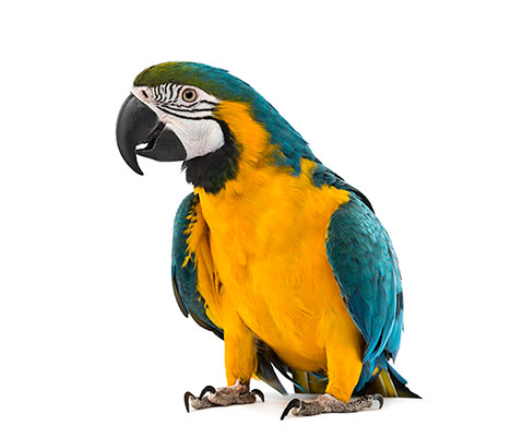 عکس طوطی