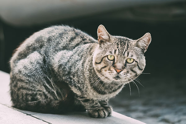 عکس تبلیغاتی گربه ملوس