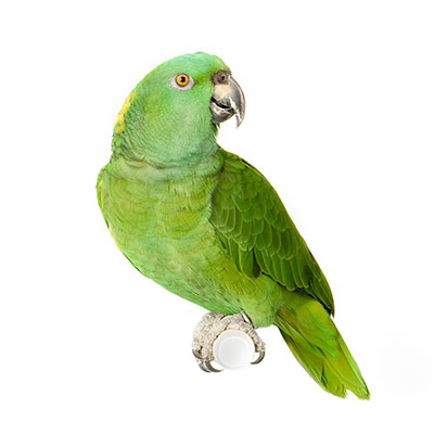 عکس طوطی سبز رنگ