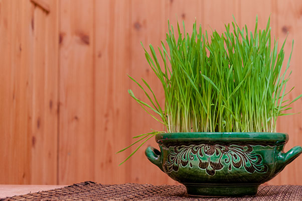 عکس سبزه عید نوروز